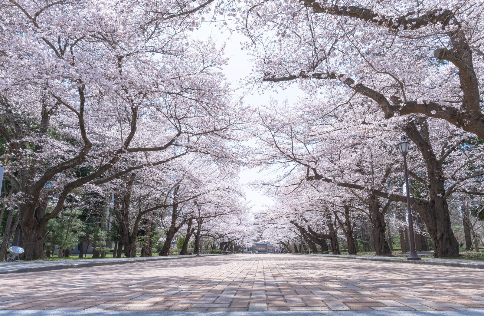 「満開に咲く日本大学工学部の桜」の写真