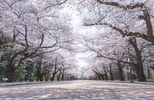 満開に咲く日本大学工学部の桜の写真