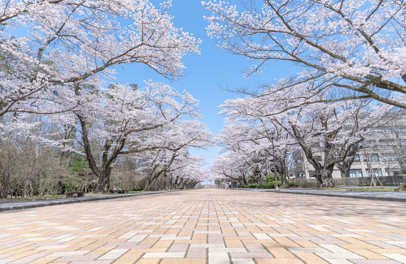 「青空と桜並木（日本大学工学部）」の写真