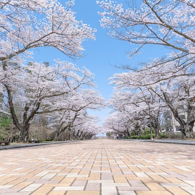 青空と桜並木（日本大学工学部）の写真