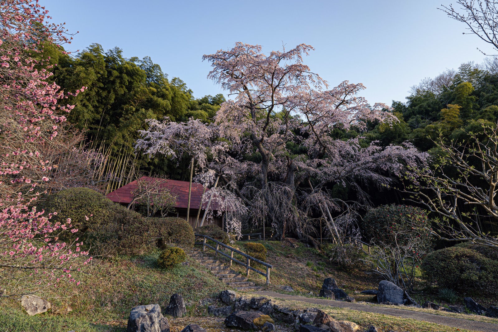 「雪村桜へと続く石段」の写真