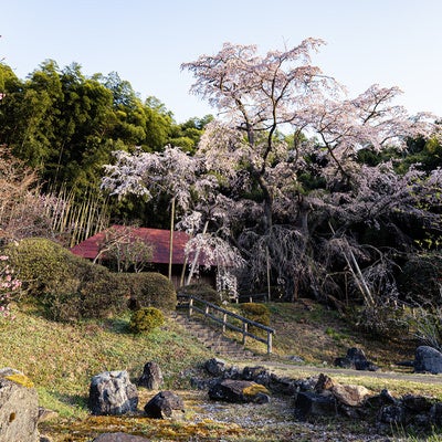 雪村庵と満開の雪村桜の写真
