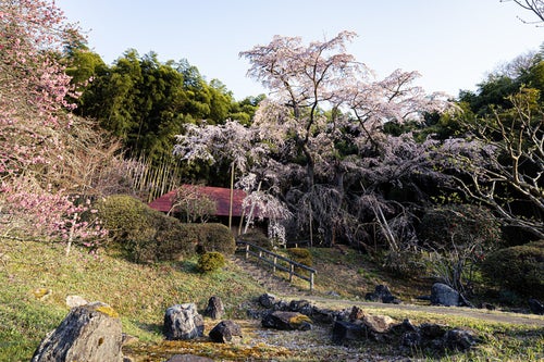 雪村庵と満開の雪村桜の写真