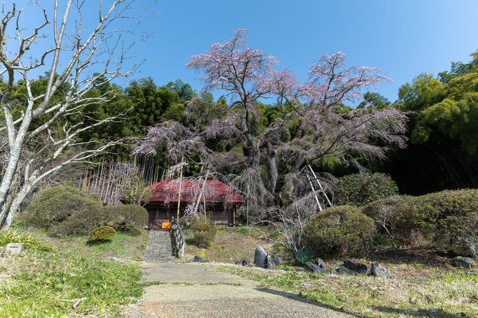 「庵へと続く道と雪村桜」の写真