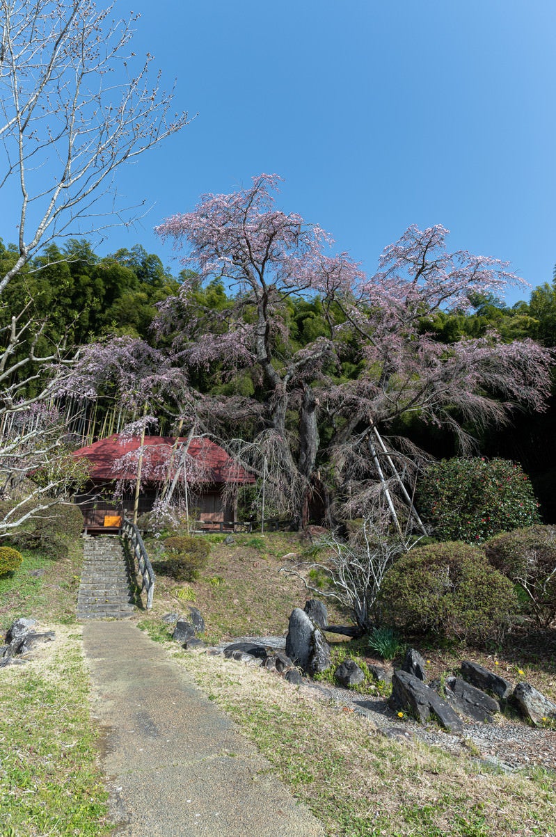 「雪村桜と庵へと続く道」の写真