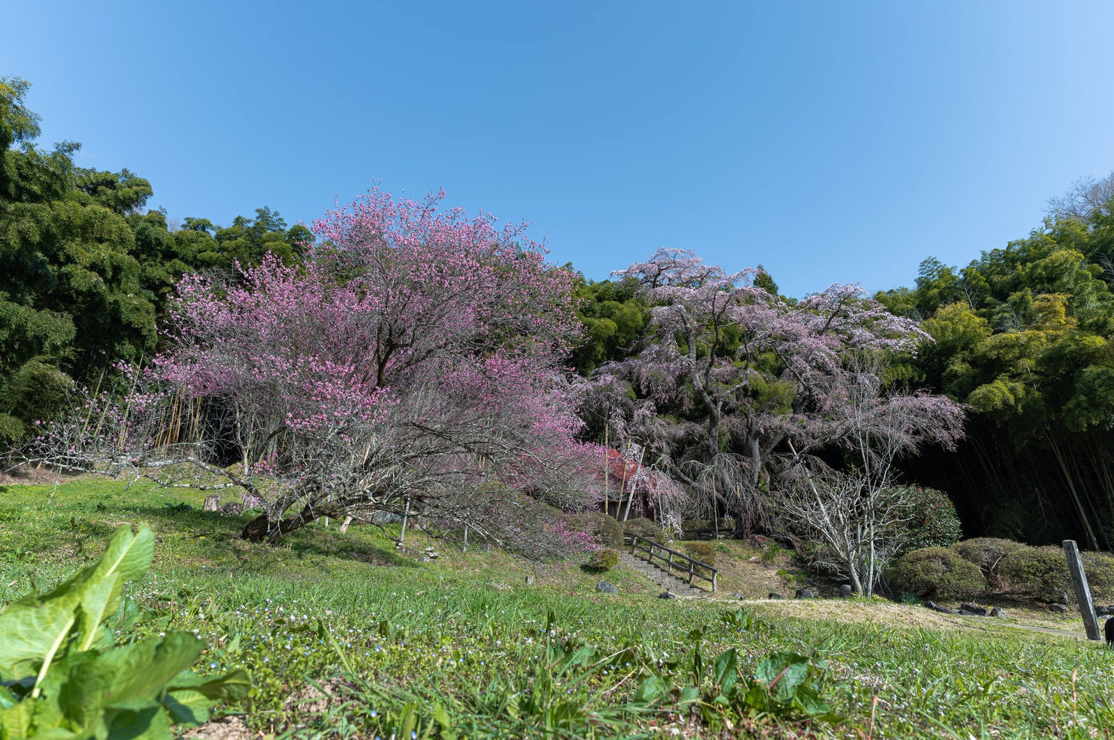 「竹林の背景と雪村桜」の写真
