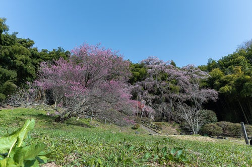 竹林の背景と雪村桜の写真