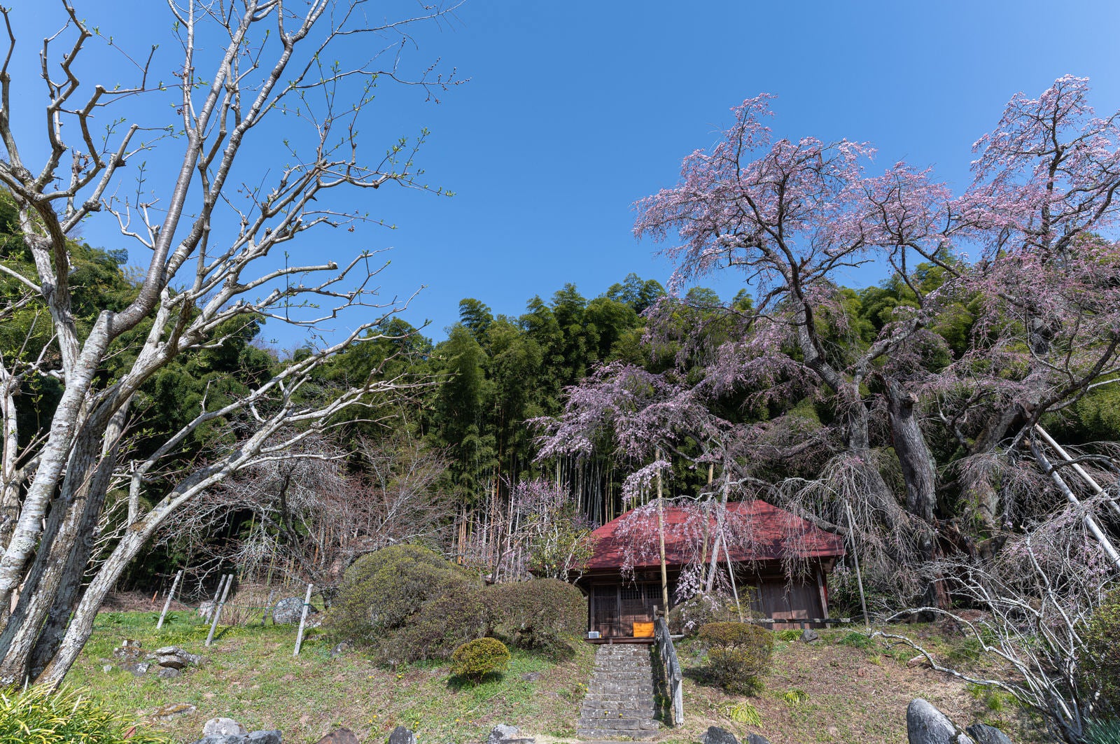 「庵を囲う竹林と雪村桜」の写真