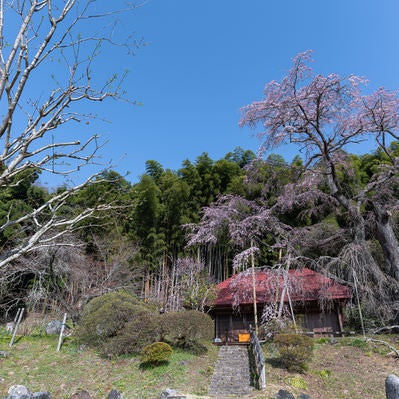 庵を囲う竹林と雪村桜の写真
