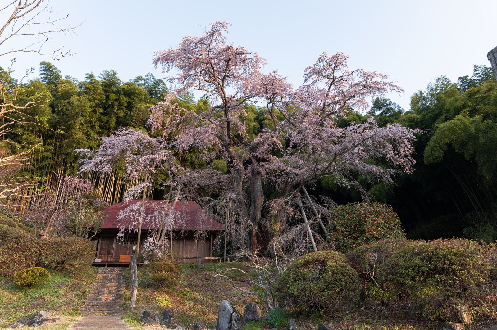 「庵を覆う竹林と雪村桜」の写真
