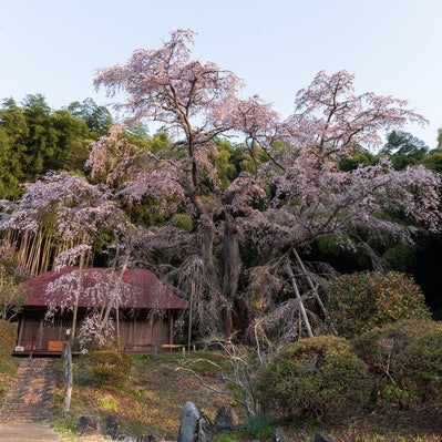 庵を覆う竹林と雪村桜の写真
