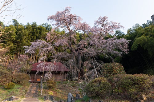 庵を覆う竹林と雪村桜の写真