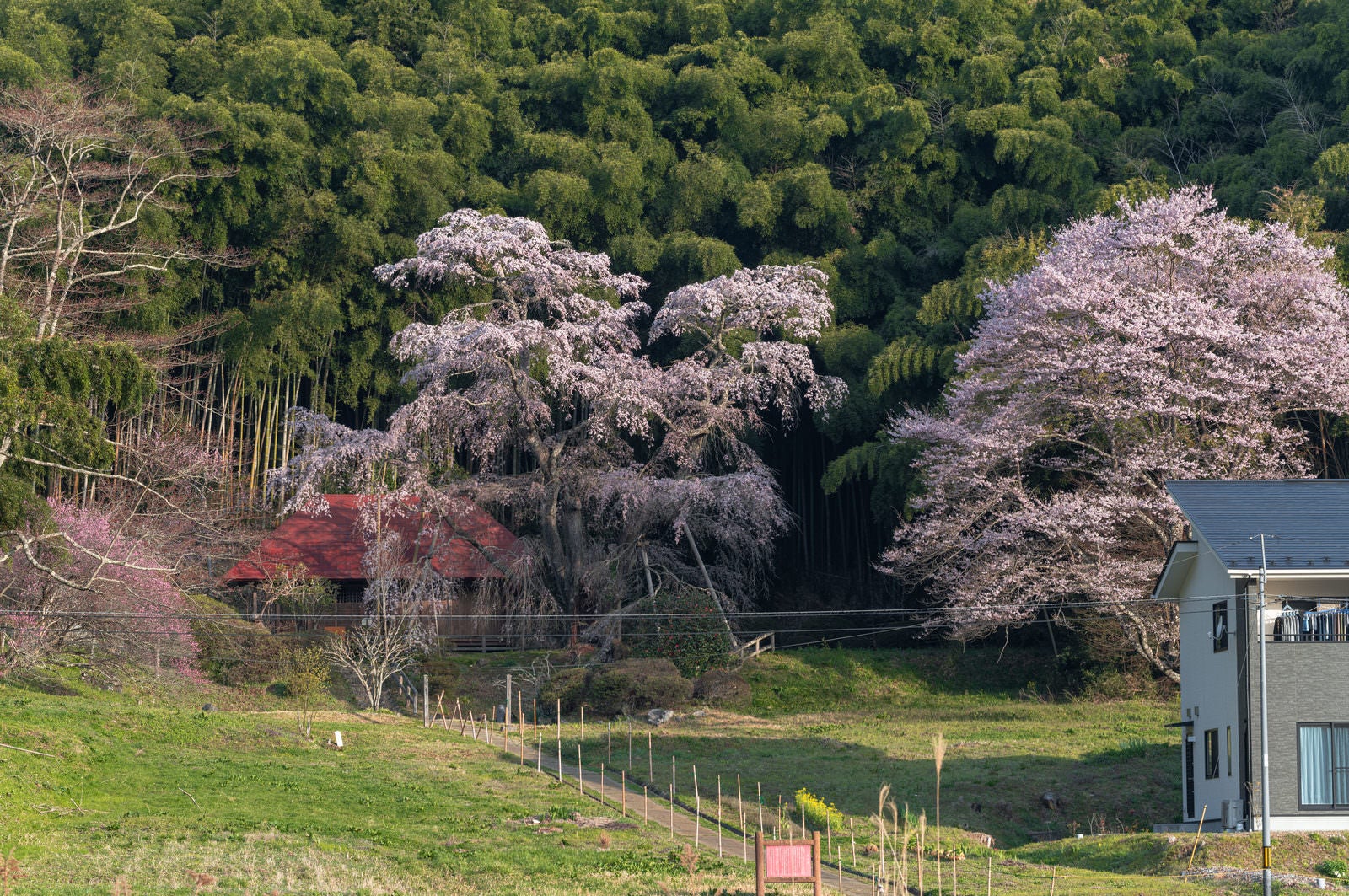 「雪村桜と庵へ続く長い道のり」の写真