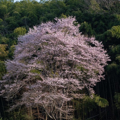 竹林と一本桜の写真