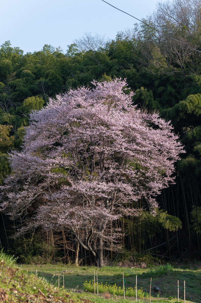 「竹林と一本桜」の写真