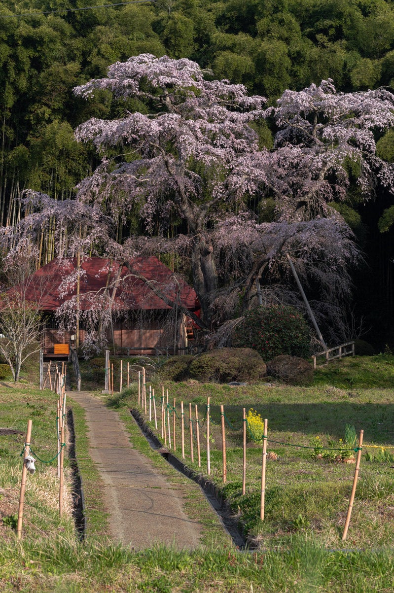 「雪村桜と庵へと続く一本道」の写真