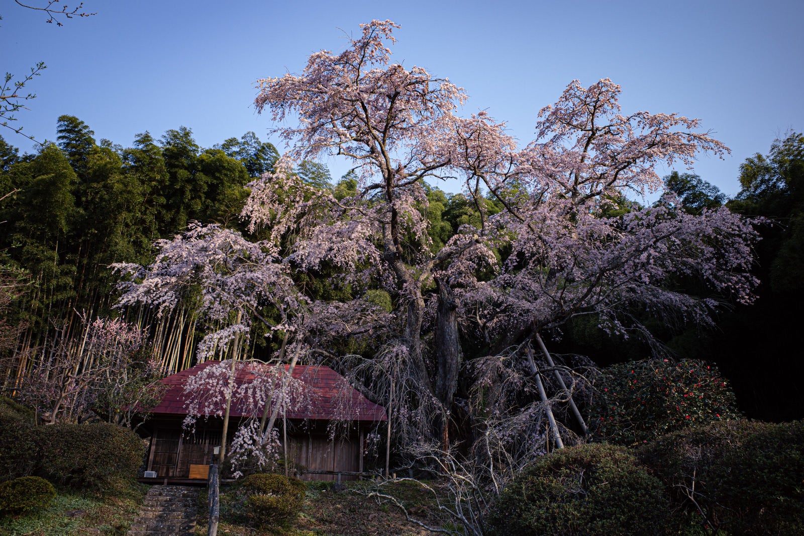「満開の雪村桜の様子」の写真