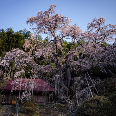 満開の雪村桜の様子の写真