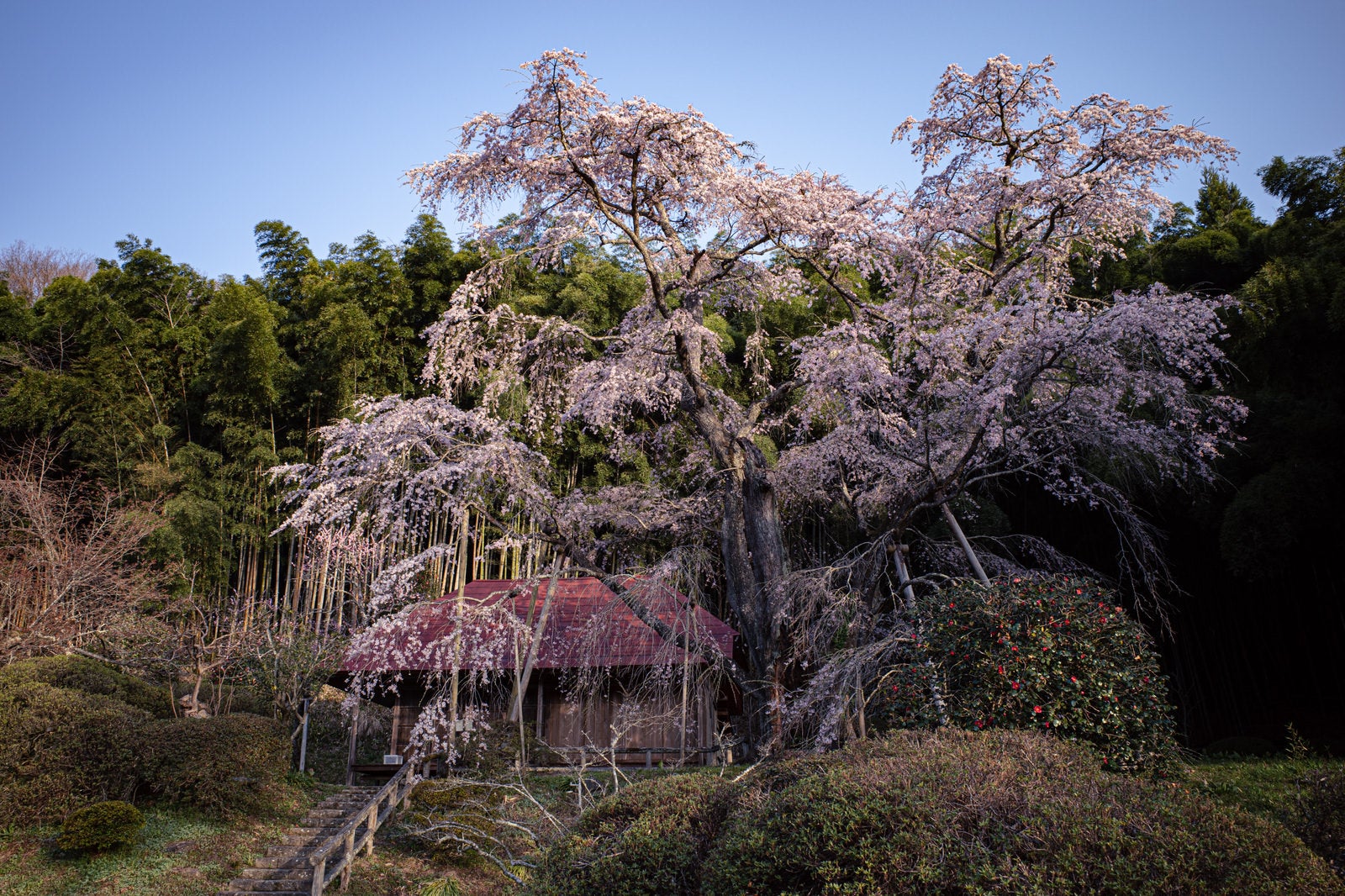 「雪村桜と竹林のコントラスト」の写真