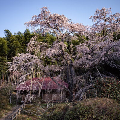 雪村桜と竹林のコントラストの写真