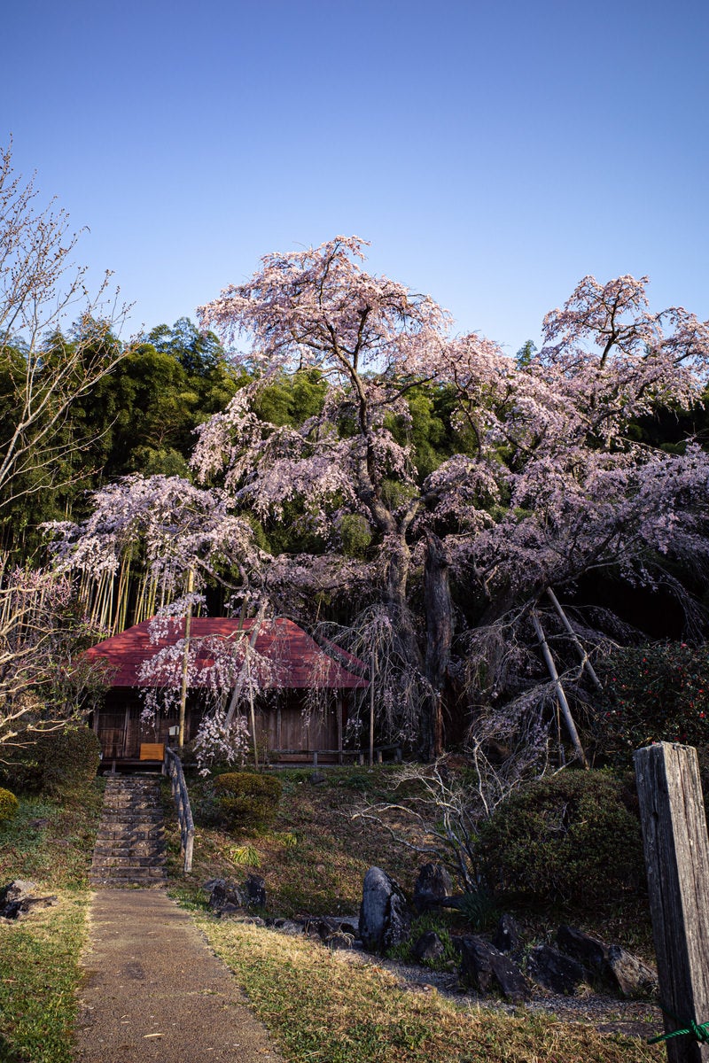 「庵に続く道と雪村桜」の写真