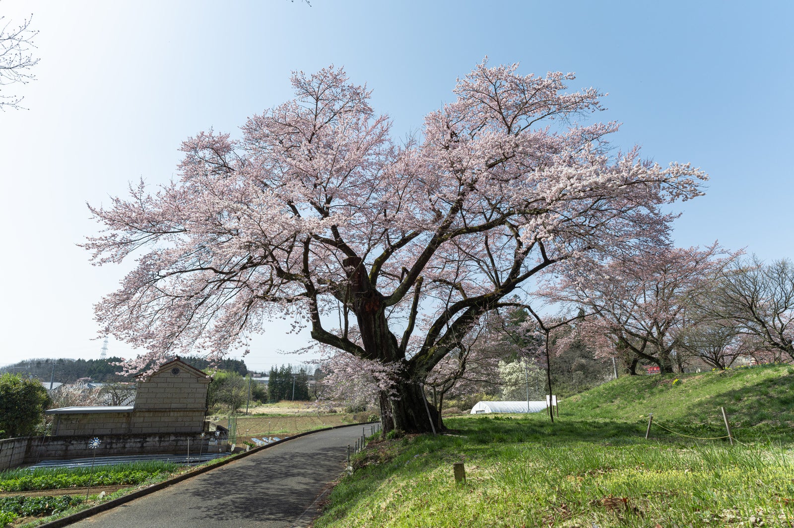 「推定樹齢500年の弥明の桜」の写真
