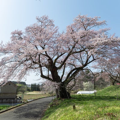 推定樹齢500年の弥明の桜の写真