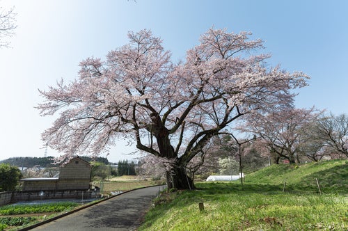推定樹齢500年の弥明の桜の写真