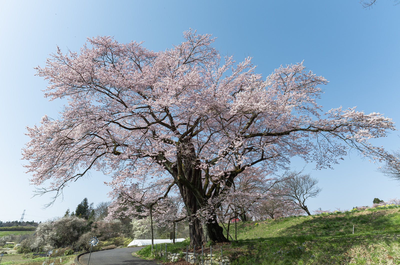 「大きく枝を広げる弥明の桜」の写真