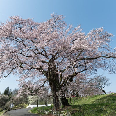 大きく枝を広げる弥明の桜の写真