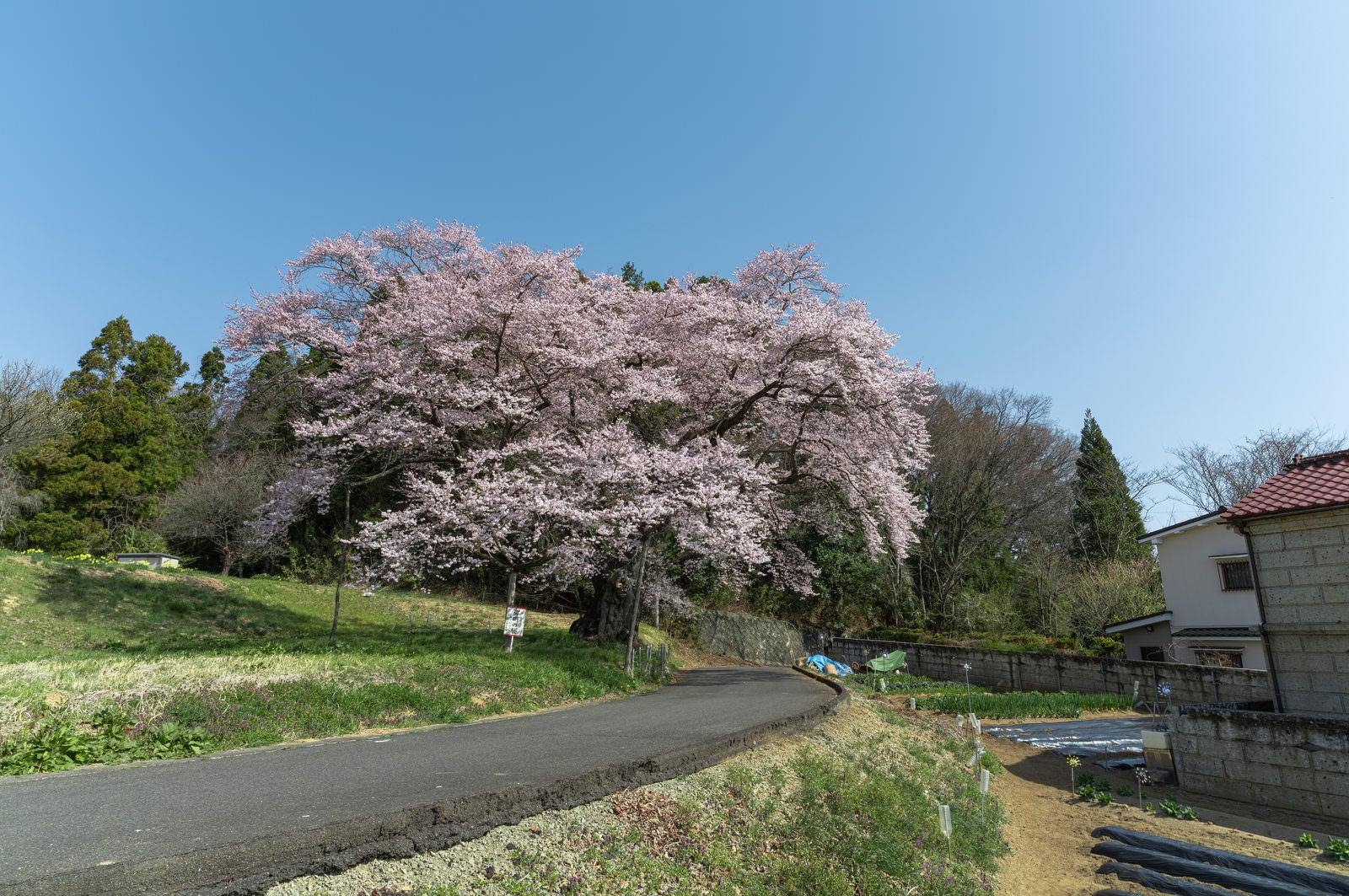 「市街地に咲く一本桜「弥明の桜」」の写真