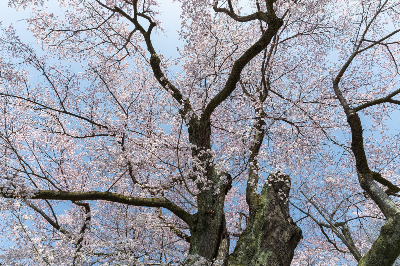 「見上げた弥明の桜」の写真