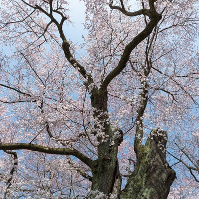 見上げた弥明の桜の写真