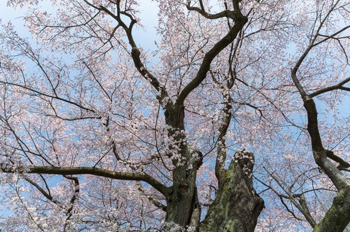 見上げた弥明の桜の写真
