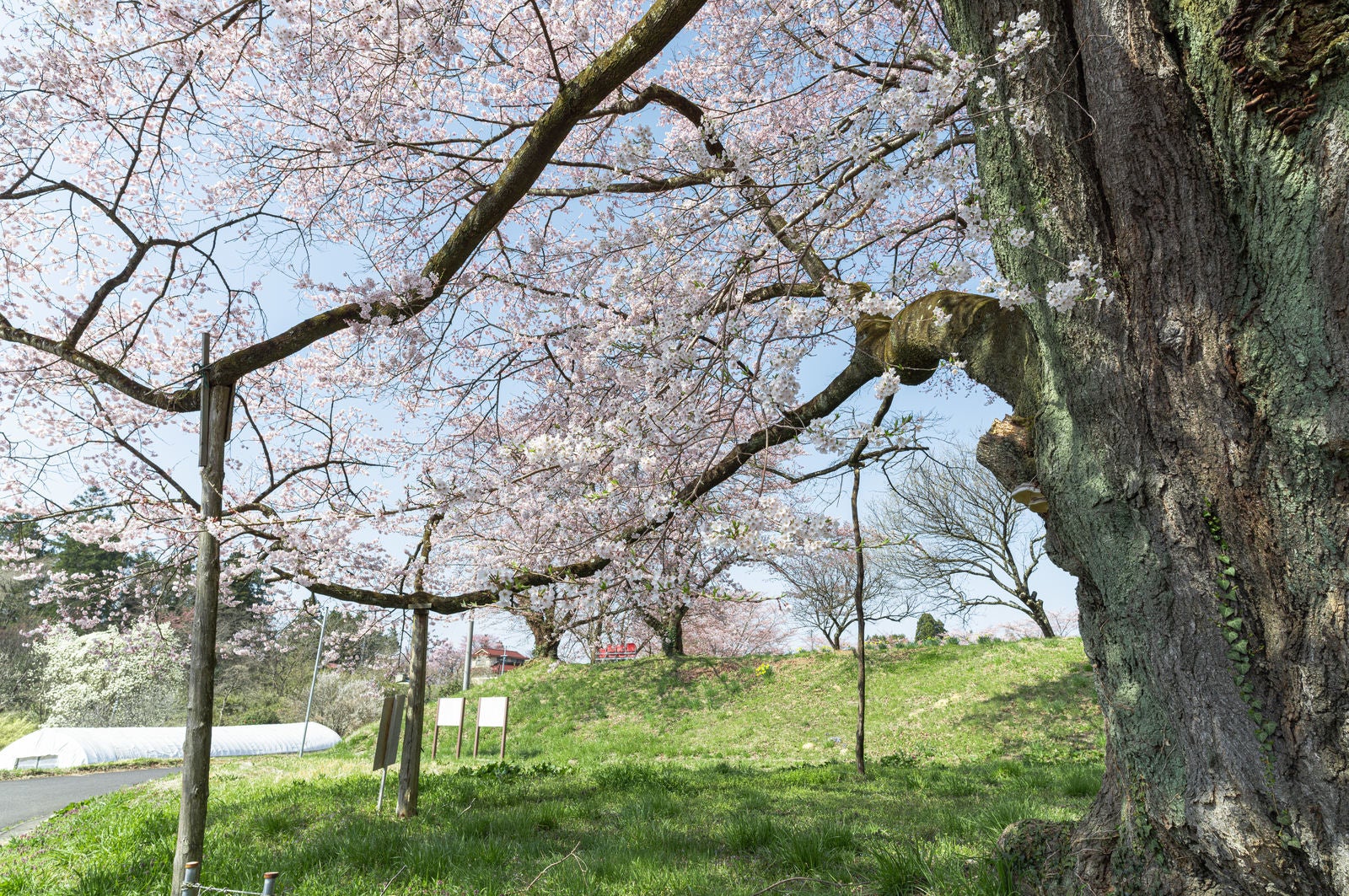 「推定樹齢500年の「弥明の桜」を支える柱木」の写真