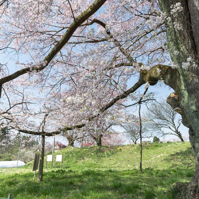 推定樹齢500年の「弥明の桜」を支える柱木の写真