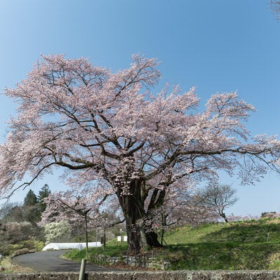 青空と弥明の桜の写真