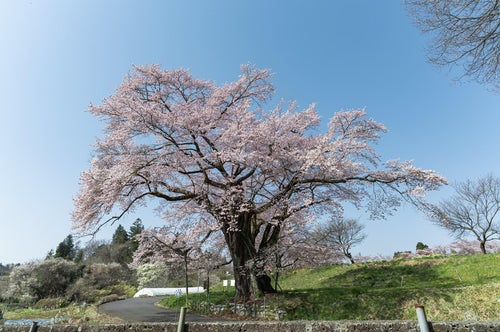 青空と弥明の桜の写真