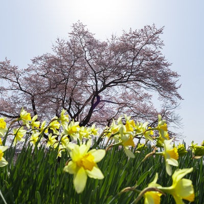 水仙と弥明の桜の写真