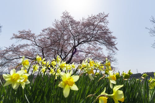 水仙と弥明の桜の写真