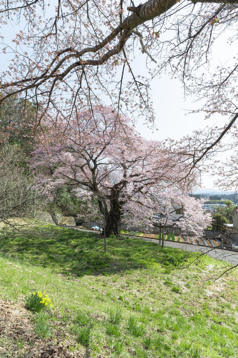 「弥明の桜と落ちる影」の写真