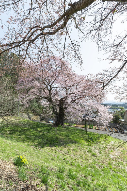 弥明の桜と落ちる影の写真