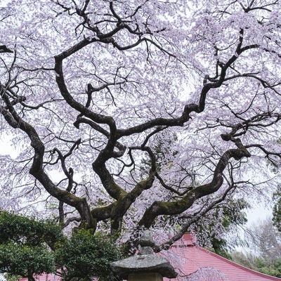 水月観音堂にある桜の写真