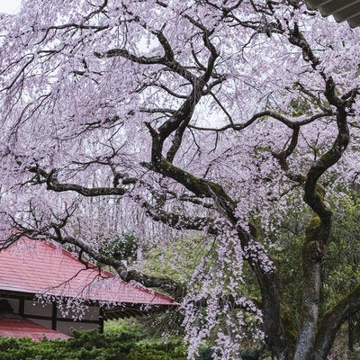 常林寺の境内に咲く桜の写真