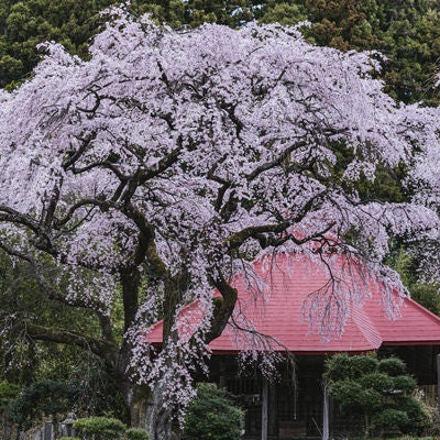 常林の水月観音堂桜の写真