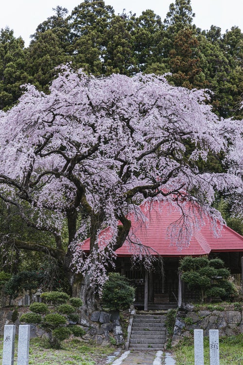 常林の水月観音堂桜の写真