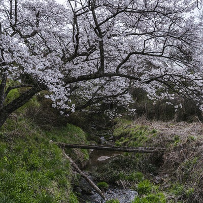 春の訪れと伊勢桜の写真