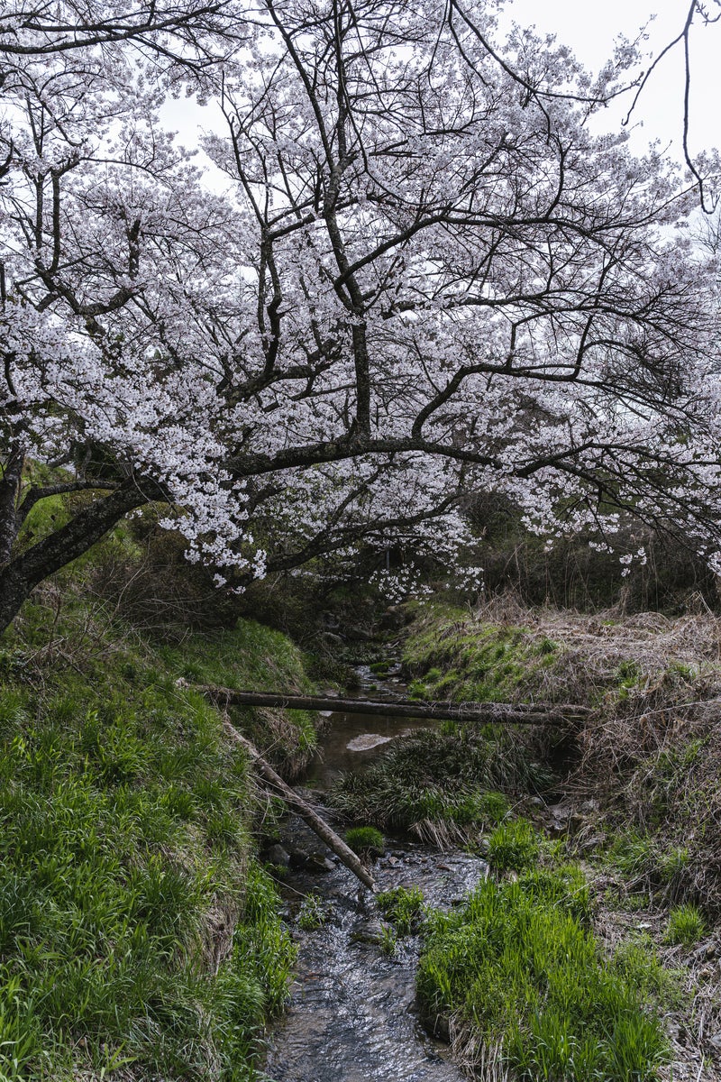 「春の訪れと伊勢桜下の小川」の写真