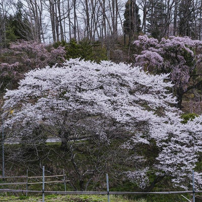 伊勢桜の桜咲く景色の詩の写真