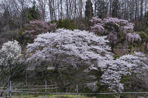 伊勢桜の桜咲く景色の詩の写真